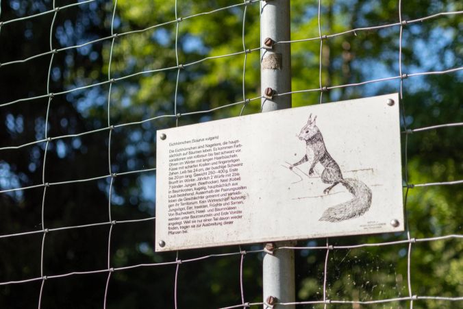 Mit etwas Glück und Geduld können auch Eichhörnchen angetroffen werden.