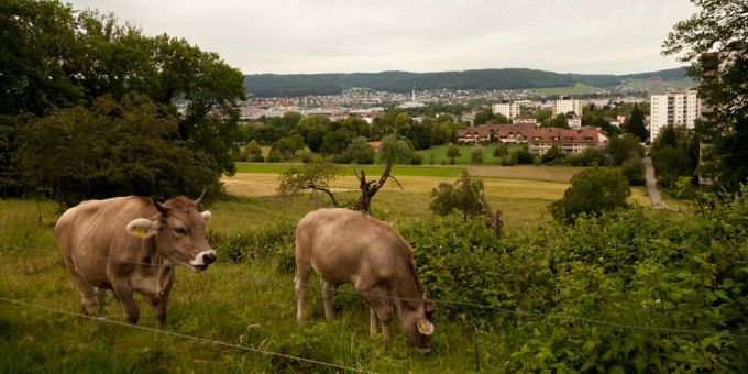 Blühende Wiesen