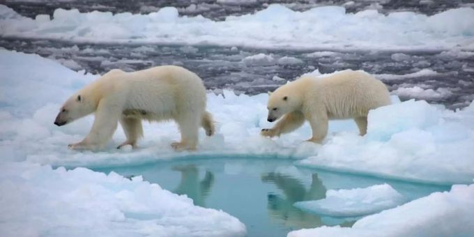 Bereits bis 2050 - Die Arktis im Sommer wohl öfter eisfrei