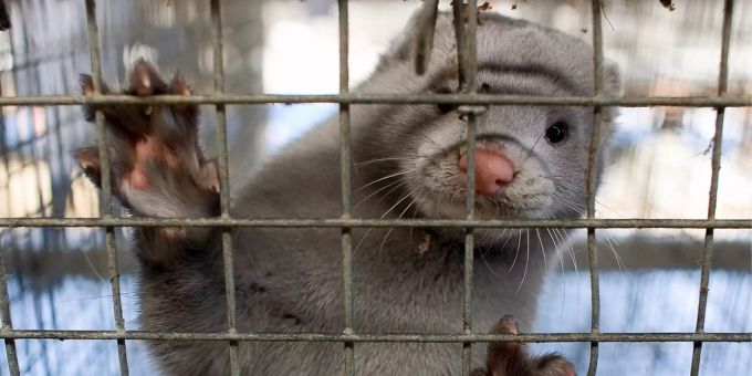Nach einer Biopsie hatte man Gewissheit: Die Tiere der Nerz-Farm hatten sich mit dem Coronavirus infiziert. biopsie