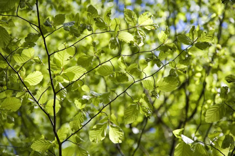 Wald Brandgefahr Regen Laubbäume