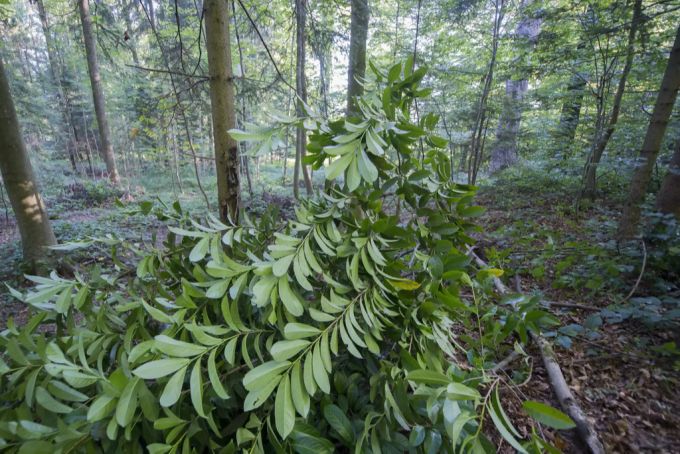 Ebenfalls ein ungebetener Gast im Wald: Der Kirschlorbeer. Kirschlorbeer Kestenholz