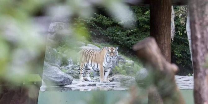 Zoo Zürich