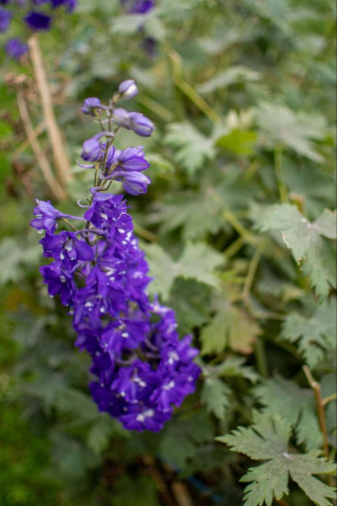 Violette Glockenblumen in Oberkulm.