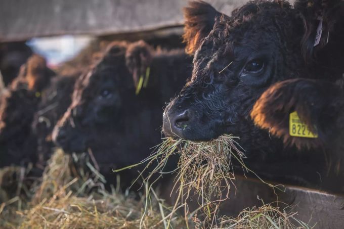 Die Galloways kommen oft nur für Futter in den Stall und verbringen die meiste Zeit auf der Weide. Kobelhof Rubigen