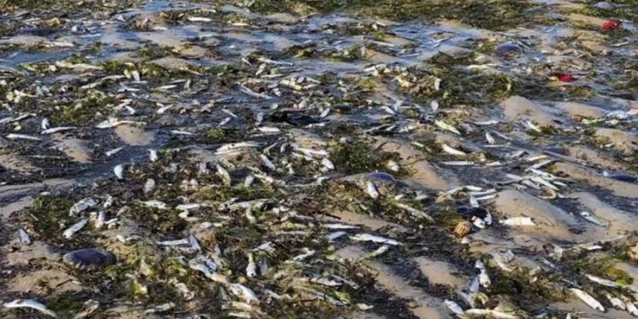 Tote Fische liegen am Nordseestrand bei St. Peter-Ording. Foto: Rainer Schulz/Schutzstation Wattenmeer/dpa/dpa