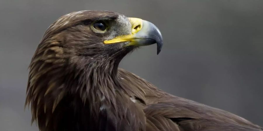 Besserer Schutz von Steinadlern: Die majestätischen Greifvögel werden oft Opfer von Bleivergiftungen. (Archivbild)