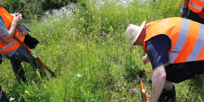 Urdorfer Vereine helfen bei Neophyten-Bekämpfung. Urdorf