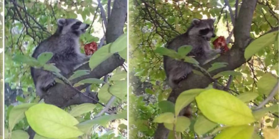 Dieser Waschbär hatte es einfacher als die Ratte. Er flüchtete mit seinem Pizza-Stück einfach auf den nächsten Baum in Central Park.