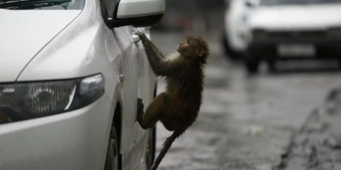Nicht nur die äffische Neugier sondern auch der schwindende Lebensraum treibt Affen immer wieder in die Nähe des Menschen. Nicht nur die äffische Neugier sondern auch der schwindende Lebensraum treibt Affen immer wieder in die Nähe des Menschen.
