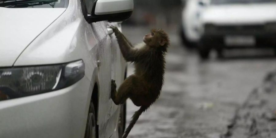 Nicht nur die äffische Neugier sondern auch der schwindende Lebensraum treibt Affen immer wieder in die Nähe des Menschen.