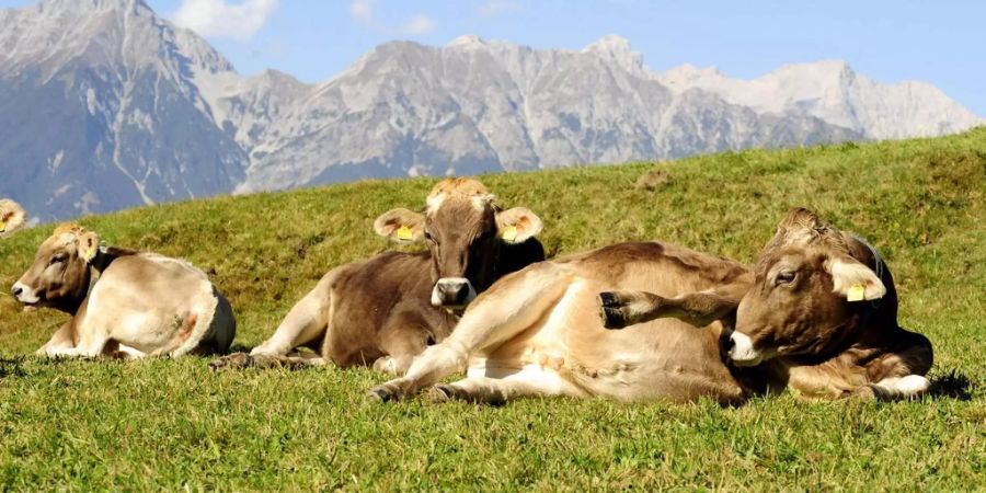 McDonald's verkauft diesen Sommer Fleisch aus Österreich.