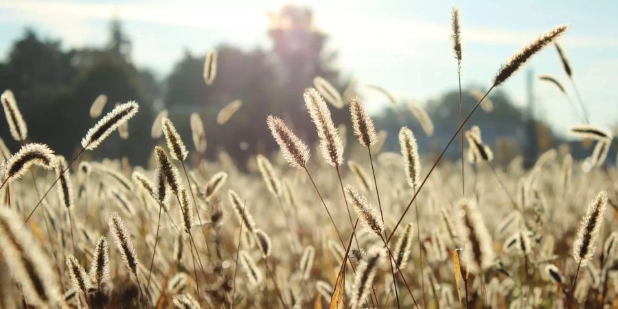 Gräser sind Windblütler, sie müssen nicht von Insekten bestäubt werden, sondern verteilen ihre Pollen mit dem Wind.