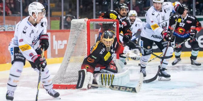 Fribourg-Gottéron greift im Spiel gegen den SCB an.