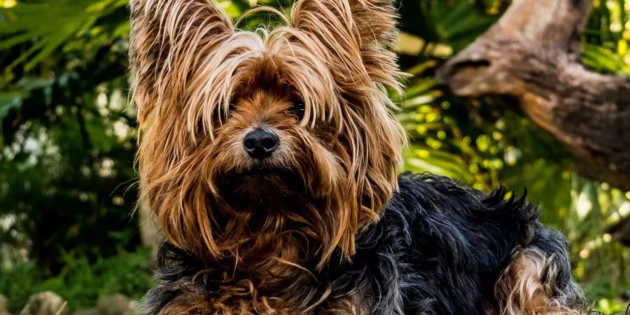 Der Terrier reiste quer durch Australien.