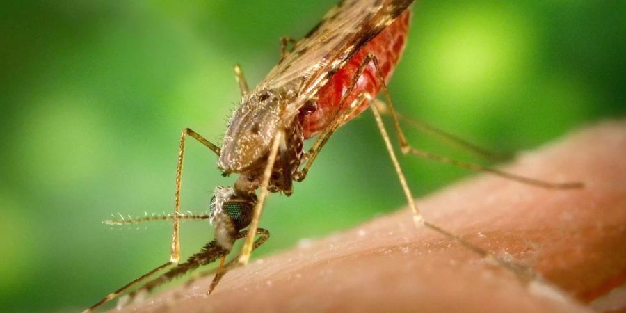 Malaria wird durch Stechmücken übertragen.