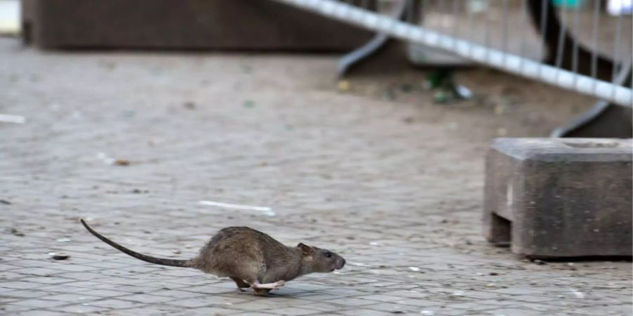 Paris erwartet als nächstes ein tierisches Problem.