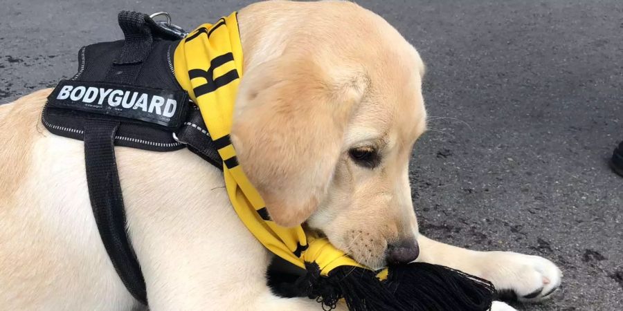 Ein Hund mit YB-Fanschal wartet am Flughafen Bern Belp auf die Ankunft der Spieler.