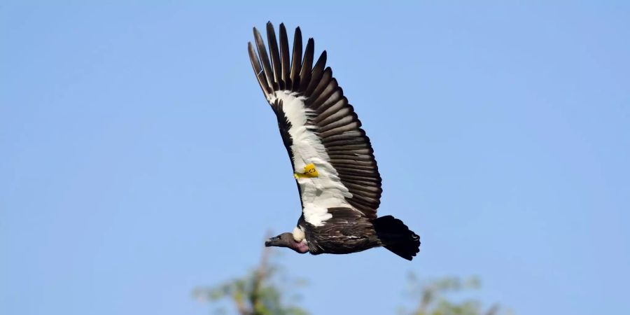 Ein Bengalgeier fliegt bei seiner Auswilderung davon. Er ist in einer Vogelstation im südlichen Tiefland von Nepal aufgewachsen.