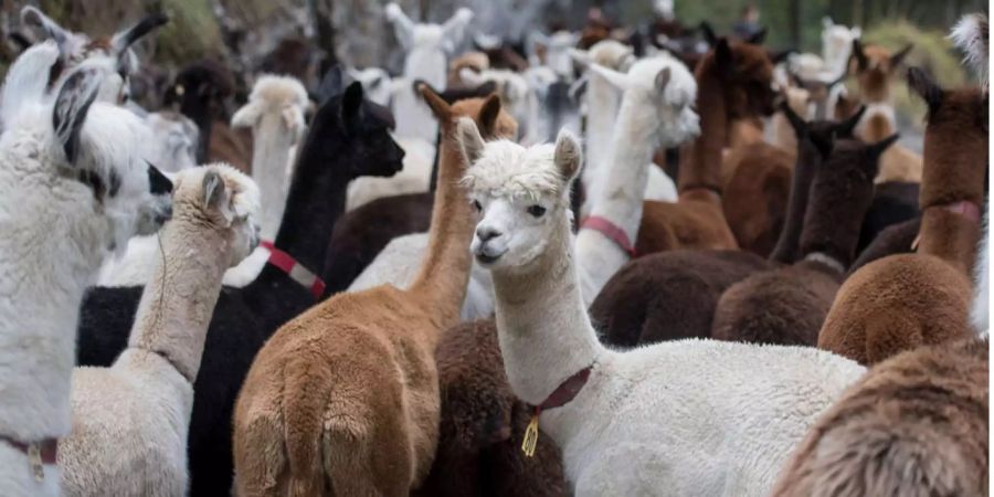 Die sanftmütigen Lamas und Alpakas aus Aeschi verzücken Schaulustige mit ihren lustigen Gesichtern.