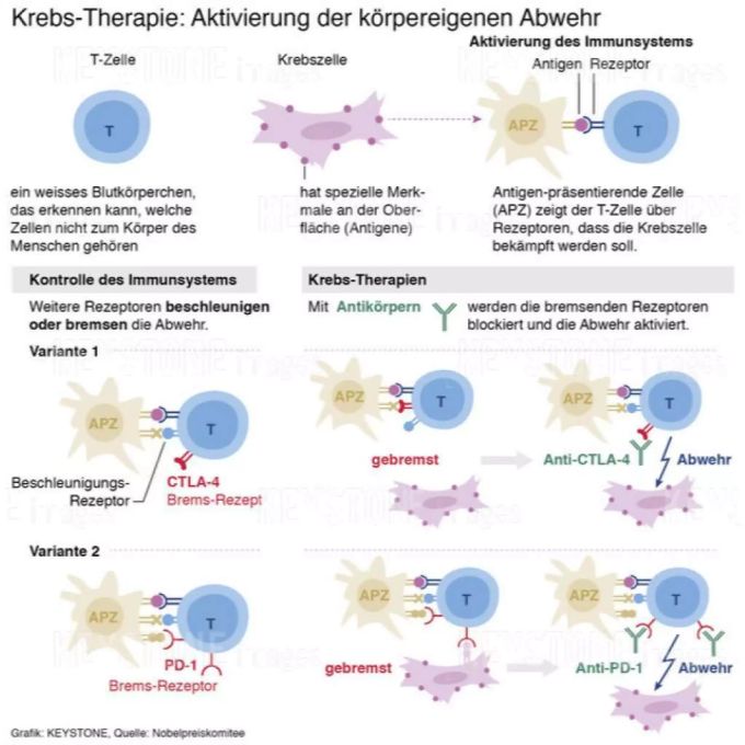 Erklärgrafik zum Nobelpreis für Medizin: Krebs-Therapie Erklärgrafik zum Nobelpreis für Medizin: Krebs-Therapie