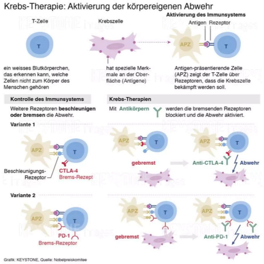 Erklärgrafik zum Nobelpreis für Medizin: Krebs-Therapie