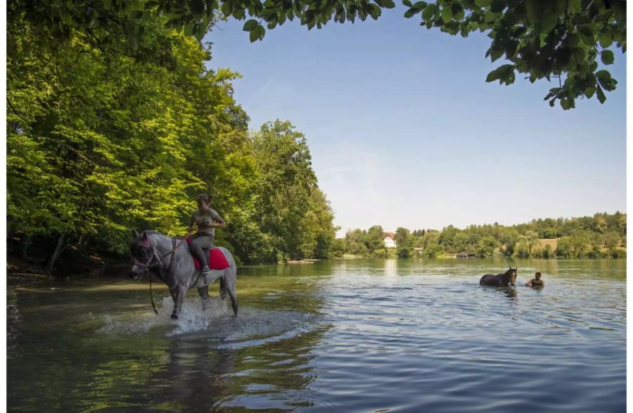 Pferde und Reiter im Katzensee in Zürich - Keystone
