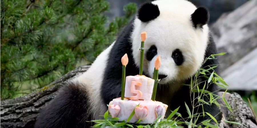 Panda-Weibchen Meng Meng schaut in ihrem Gehege im Zoologischer Garten zu ihrer Geburtstagstorte. Statt Bambus servieren die Tierpfleger zum fünften Geburtstag eine Torte mit zuckerfreie Leckerei wie Bambus, Äpfel, Möhren und Eis. Gemeinsam mit dem Männchen Jiao Qing lebt die aus einem Reservat in Chengdu stammende Meng Meng als Leihgabe Chinas im Berliner Zoo.