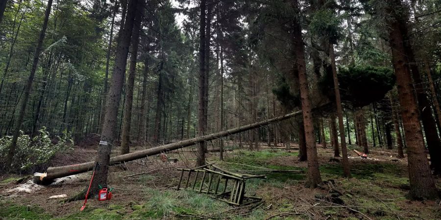 Eine Fichte fällt im Wald. (Symbolbild)