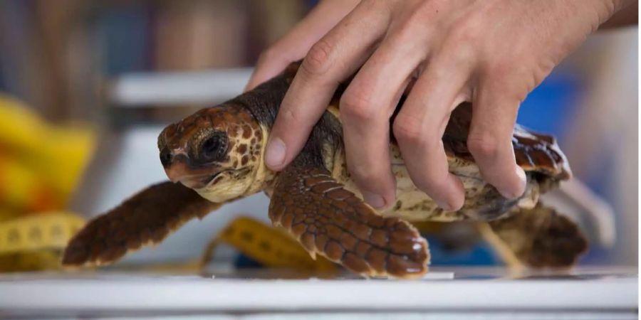 Ein Mitarbeiter wiegt eine unechte Karettschildkröte ab im israelischen Nationalpark.