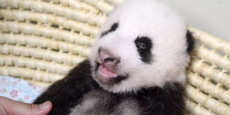 Panda-Baby Xiang Xiang steht vor seinem ersten öffentlichen Auftritt.