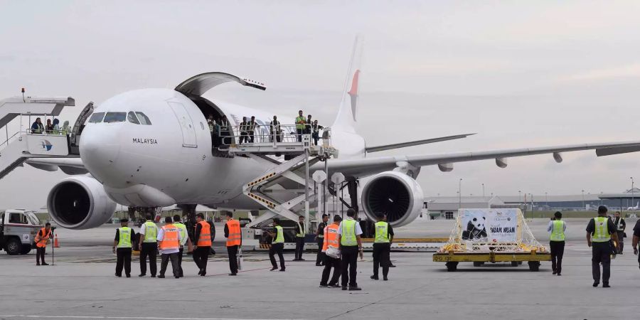 Am Flughafen von Sepang wurde der Panda in ein Flugzeug verladen.