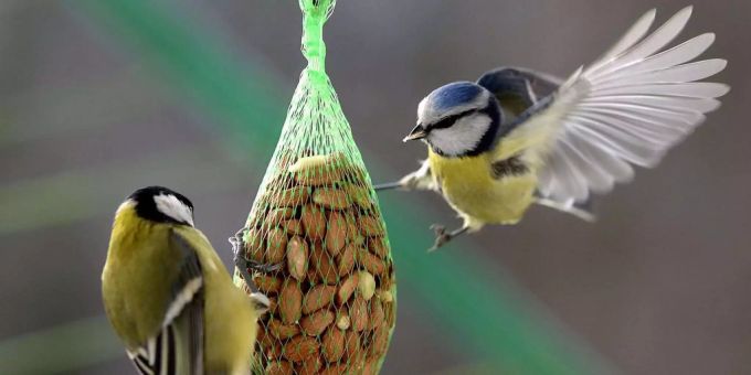 Der Winter kommt - So füttern Sie Vögel richtig