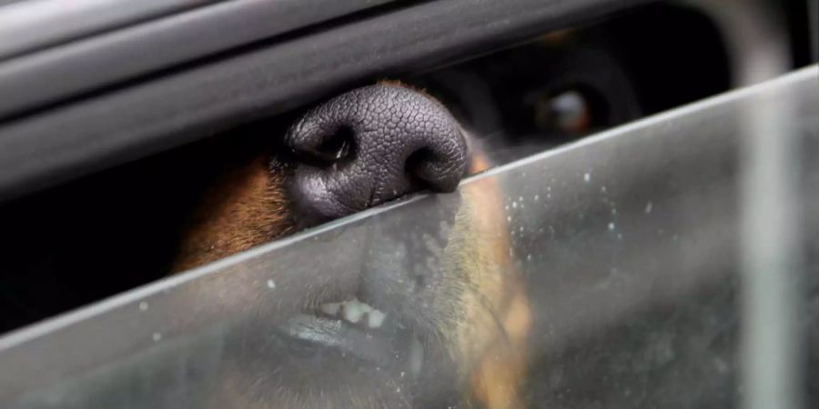 Das Auto wird im Sommer für Bello schnell zur Todesfalle.