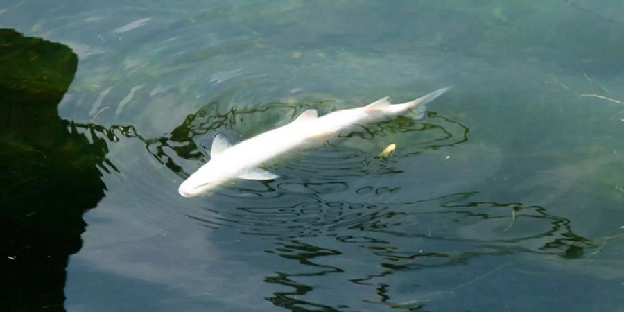 Im Rhein bei Schaffhausen schwimmt ein toter Fisch. Stromabwärts darf das AKW Beznau weiterhin warmes Kühlwasser einleiten.