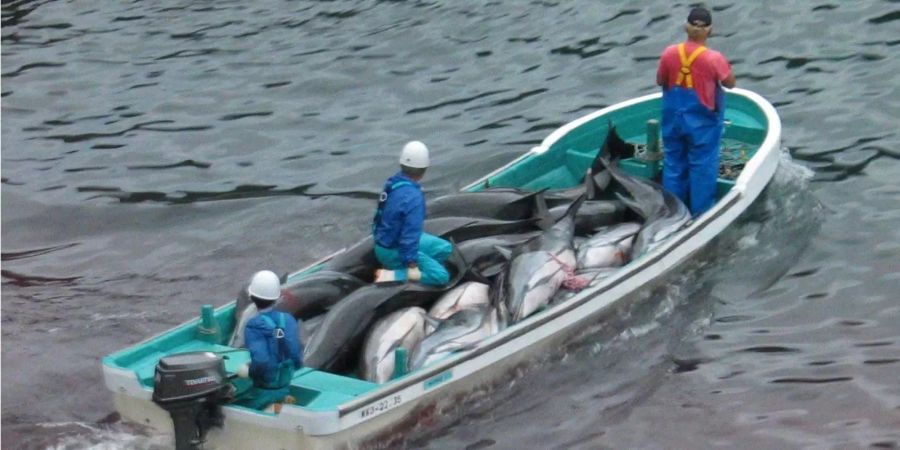 Japanische Fischer transportieren tote Delfine in einem Boot.