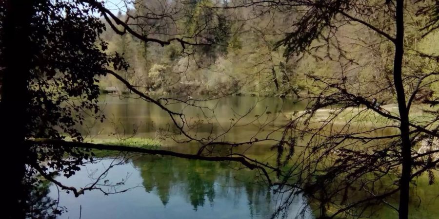 Im Tobelweiher in Pfäffikon haben die Oberstufenschüler die Leiche gefunden.