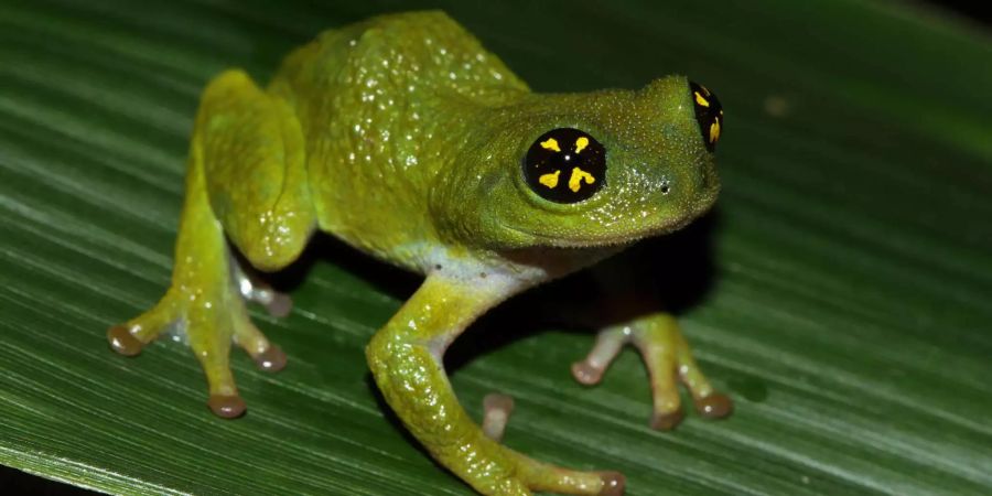 Die Männchen beschützen die Eierablage vor Männchen derselben Art, die es auf die Eier abgesehen haben. Bild: Wikimedia Commons / David V. Raju