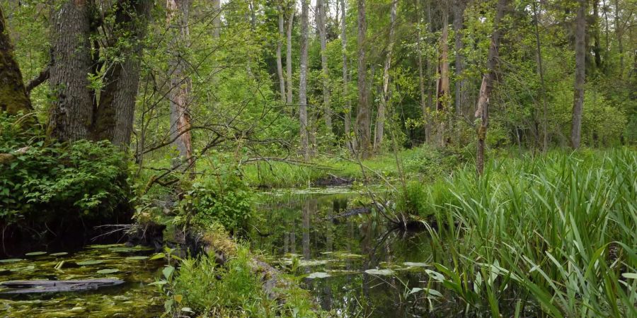 Einer der letzten Urwälder Europas: der Bialowieza-Nationalpark