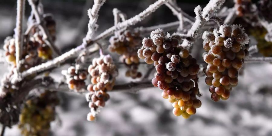 30 Prozent weniger Trauben haben die Weinbauern in diesem Jahr eingenommen.