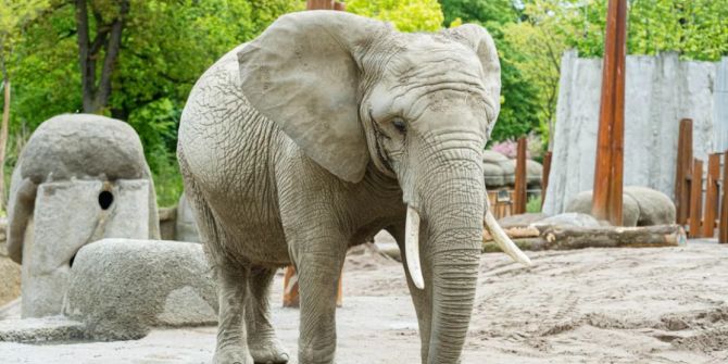 elefant heri