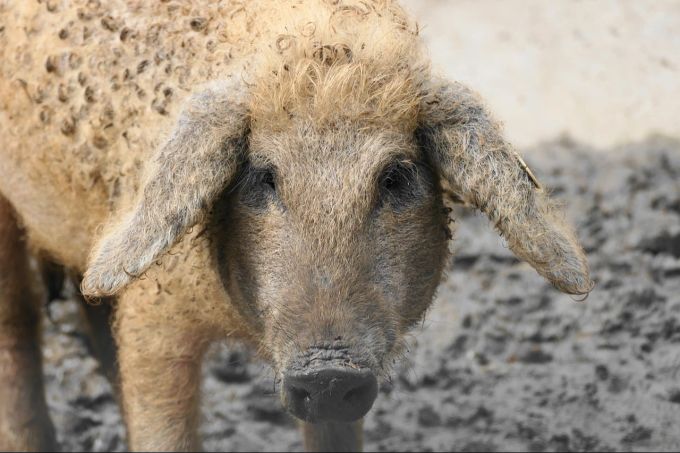 Das Wollschwein wird seinen Lebensabend bei der Familie oder in einem Gnadenhof verbringen. (Symbolbild) wollschwein entlaufen