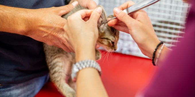Wenn Katzenohren sich entzünden, sollte ein Arzt aufgesucht werden Katze beim Tierarzt
