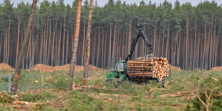 Vergangenes Jahr wurde weltweit eine Waldfläche von 6,6 Millionen Hektaren gerodet. (Archivbild)