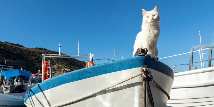 Katze auf Boot