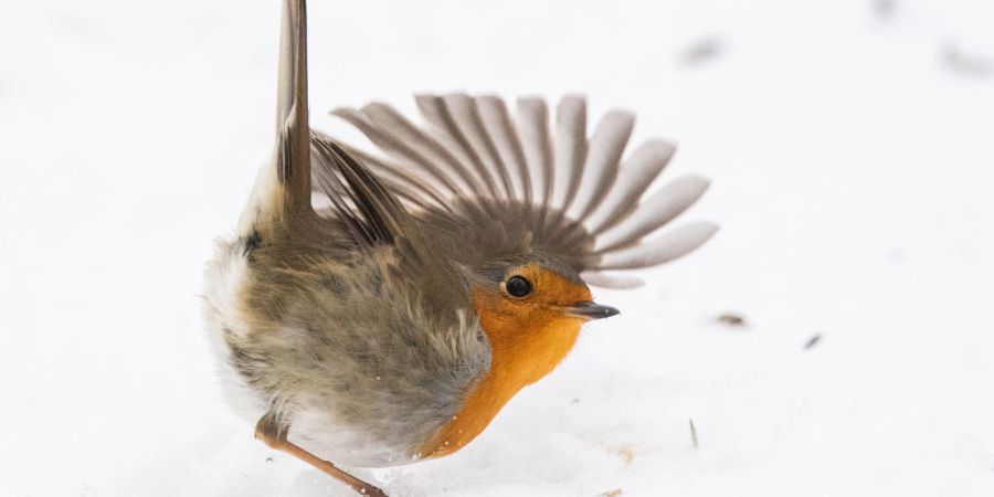 vogel des jahres