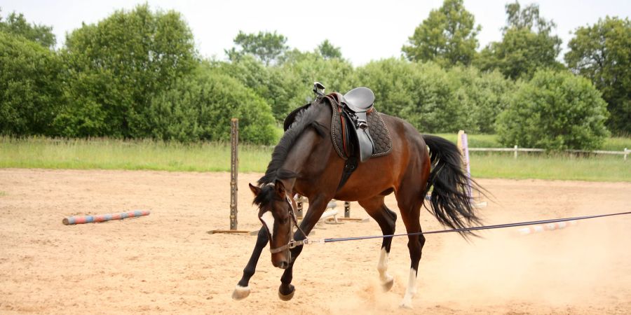 Pferd bockt an der Longe