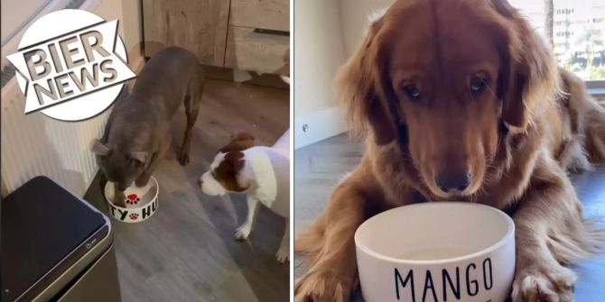 Dramatische Hunde