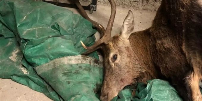 Ein Kronenhirsch wurde gewildert. Hirsch