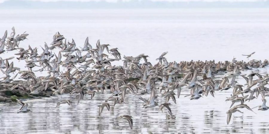 Zugvögel fliegen über das Wattenmeer der Nordseebucht Jadebusen. Mit dem Audioguide «Watt für's Ohr» kann man seine Wattwanderung fortan ergänzen. Foto: Sina Schuldt/dpa/Archiv